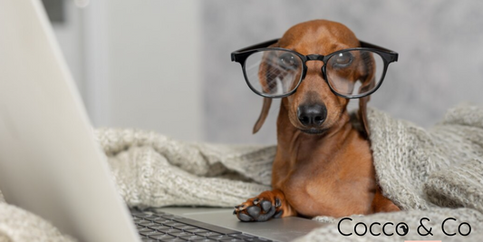Bienvenido al SalchiBlog